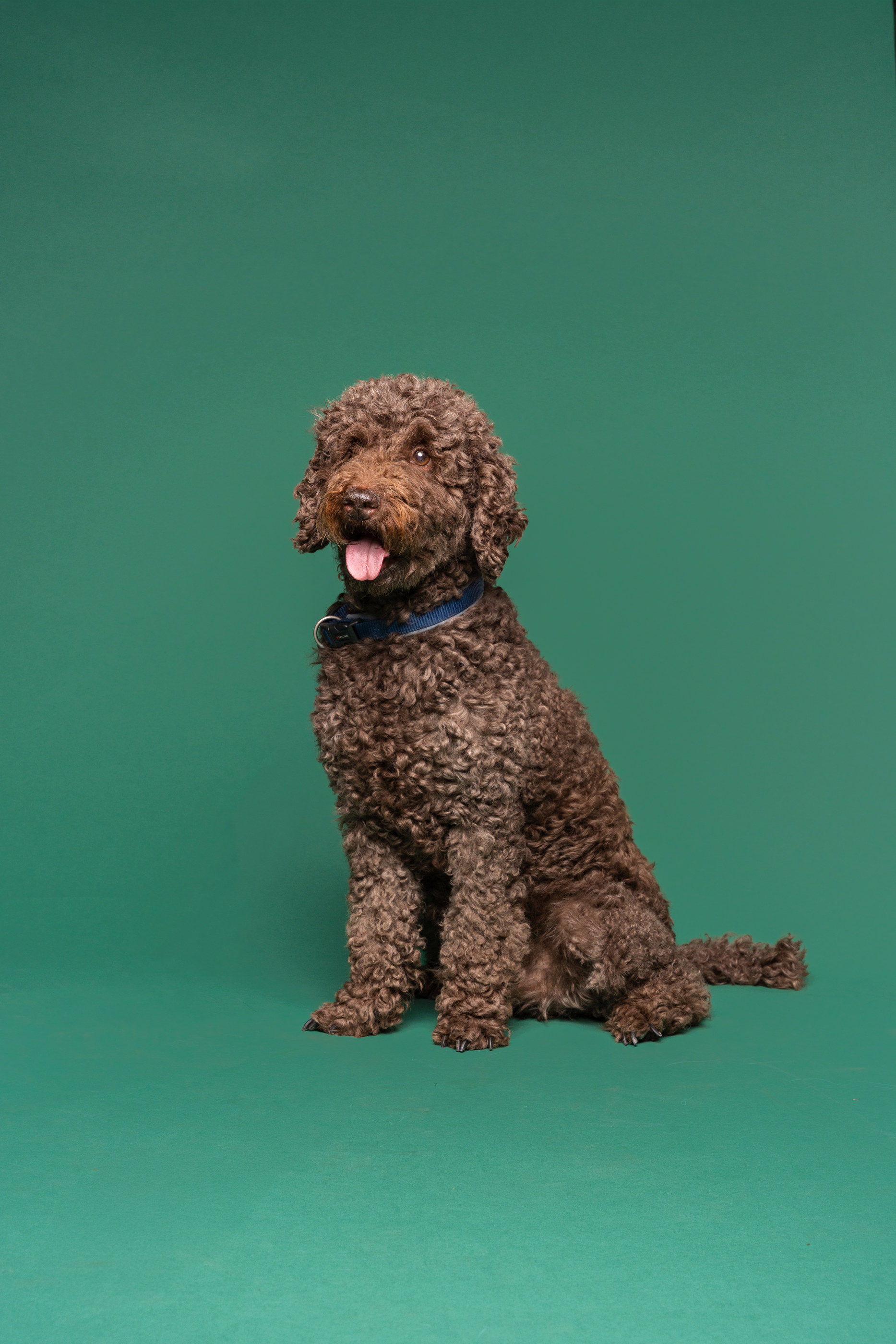 Brauner Labradoodle sitzt entspannt im Studio vor grünem Hintergrund